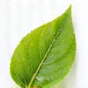 Icon representing natural ingredients with a green leaf and water droplet.